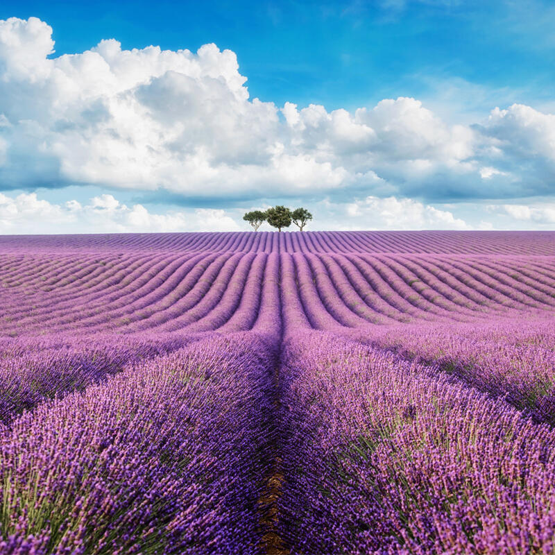 Lavendel und seine Wirkung auf die Haut 