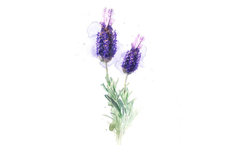 Lavendel Wirkung - Alles zum Wirkstoff